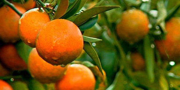 clementine_de_corse ©ftviastella Comment reconnaître la clémentine de Corse