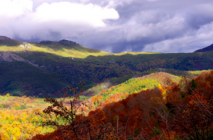 Le jaune se mêle au rouge sur la forêt de Castagniccia en automne