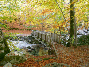 Promenade d'automne dans la fôret de Vizzavona et ses ruisseaux au centre de la Corse