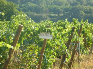 Le Clos Ornasca est un vignoble situé à quelques minutes d'Ajaccio